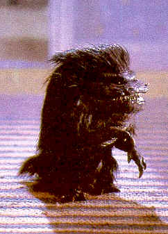 Oh le gentil petit herisson ! - Critters