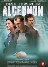 Miniature d'affiche inconnue de 'Des fleurs pour Algernon'