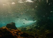 ©2015 Les Films du Worso - Evolution (Evolution)