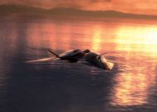 ©2005 Columbia Pictures - Furtif (Stealth)