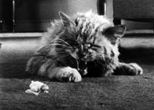 ©1957 Universal International Pictures - L'homme qui rétrecit (The Incredible Shrinking Man)