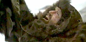 Charlie aperçoit l'oiseau du ciel - Iceman