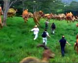 Icône pour lancer la bande-annonce n°1 de 'Jurassic Park 3'