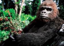 ©1986 De Laurentiis Entertainment Group - King Kong 2 (King Kong Lives)