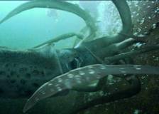 ©2006 Metropolitan - Kraken (Kraken: Tentacles of the Deep)