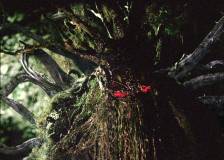 ©2005 Metropolitan - Man-Thing (Man-Thing)