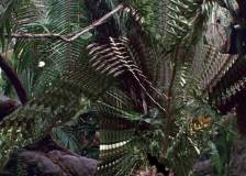 ©1987 20th Century Fox - Predator (Predator)