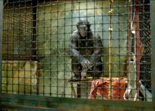 ©2011 20th Century Fox - La planète des singes : les origines (Rise of the Planet of the Apes)