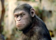 ©2011 20th Century Fox - La planète des singes : les origines (Rise of the Planet of the Apes)