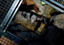 ©2011 20th Century Fox - La planète des singes : les origines (Rise of the Planet of the Apes)