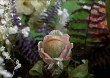 ©1986 Geffen Company, The - La petite boutique des horreurs (Little Shop of Horrors)