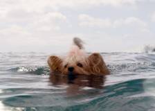 ©2018 Warner Bros. - En eaux troubles (The Meg)
