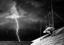 ©2012 Walt Disney Pictures - Frankenweenie (Frankenweenie)