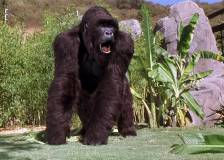 ©1998 Walt Disney - Mon ami Joe (Mighty Joe Young)