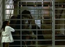 ©1998 Walt Disney - Mon ami Joe (Mighty Joe Young)