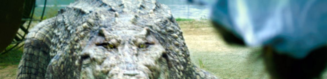 Million Dollar Crocodile