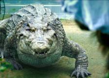 © 2012 IPA Asia Pacific - Million Dollar Crocodile (Bai wan ju e)