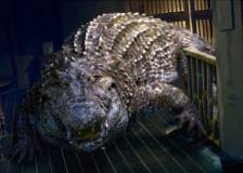 © 2012 IPA Asia Pacific - Million Dollar Crocodile (Bai wan ju e)