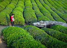 © 2012 IPA Asia Pacific - Million Dollar Crocodile (Bai wan ju e)