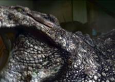 © 2012 IPA Asia Pacific - Million Dollar Crocodile (Bai wan ju e)